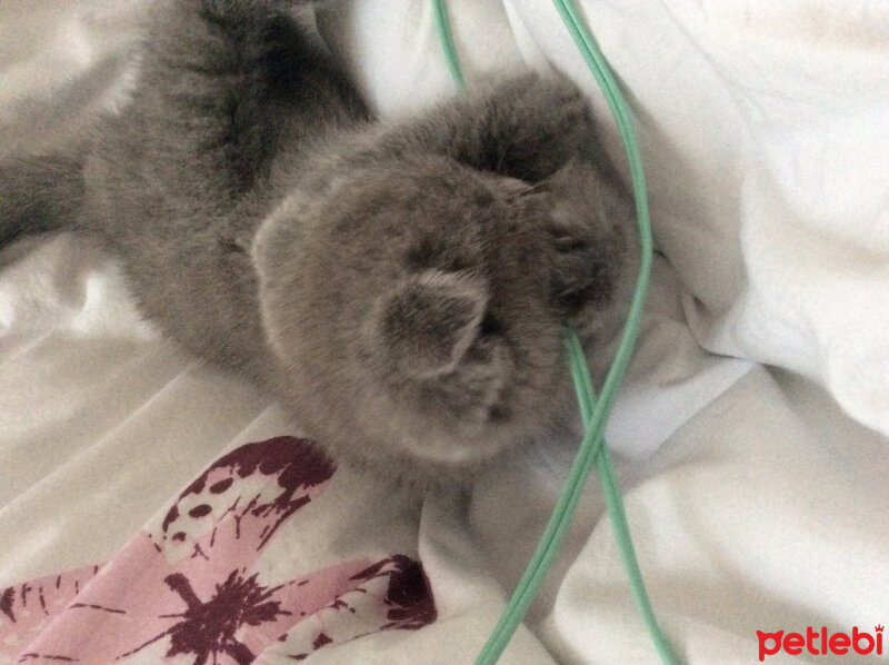 Scottish Fold, Kedi  Venüs fotoğrafı