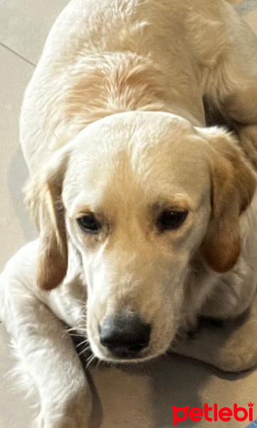 Golden Retriever, Köpek  Şans fotoğrafı