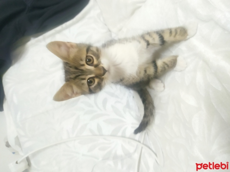Tekir Kedi, Kedi  Tekir kediler ücretsiz sahiplendirme fotoğrafı