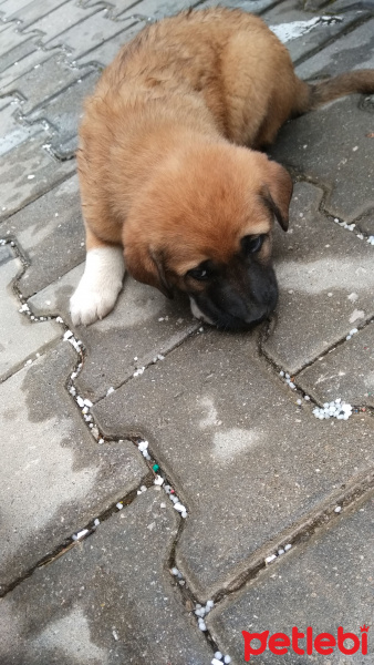 Sokö (Sokak Köpeği), Köpek  İsimsiz henüz fotoğrafı
