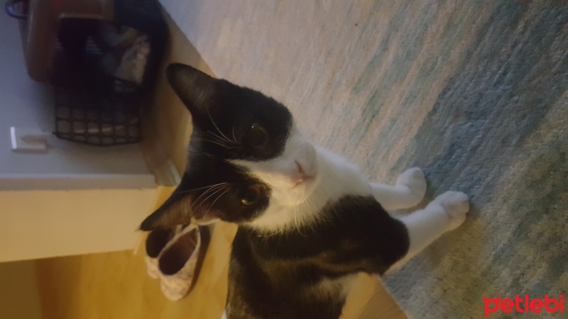 Tekir Kedi, Kedi  Boncuk fotoğrafı