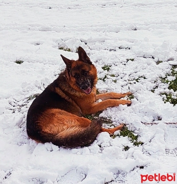 Alman Çoban Köpeği, Köpek  MAX fotoğrafı