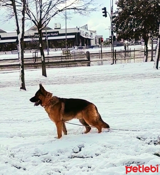 Alman Çoban Köpeği, Köpek  MAX fotoğrafı