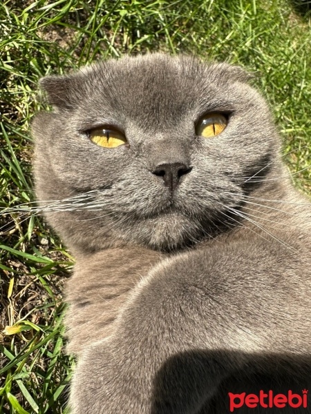 Scottish Fold, Kedi  Mia fotoğrafı