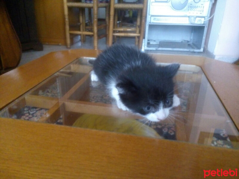 Tuxedo (Smokin) Kedi, Kedi  Boncuk fotoğrafı