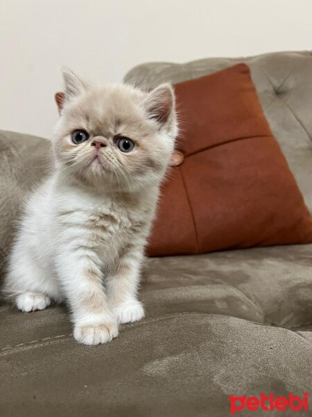 Exotic Shorthair, Kedi  Krem fotoğrafı