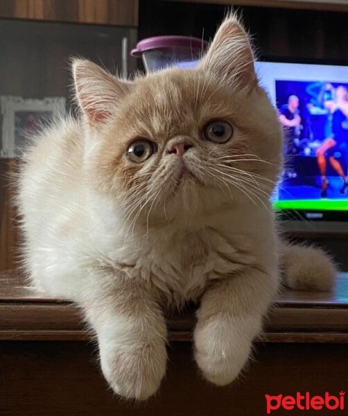 Exotic Shorthair, Kedi  Krem fotoğrafı