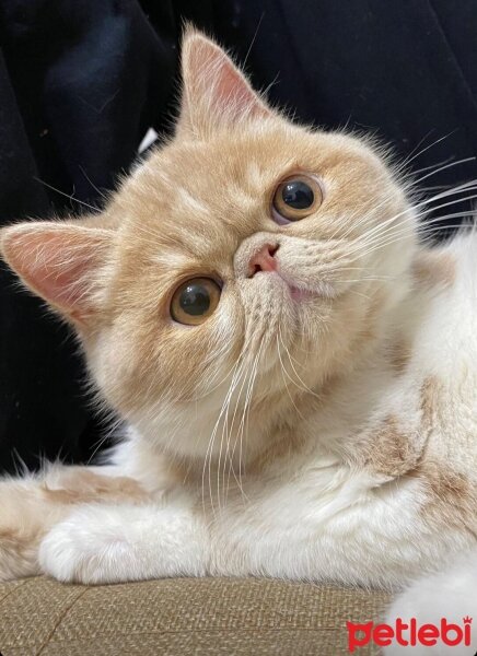 Exotic Shorthair, Kedi  Krem fotoğrafı