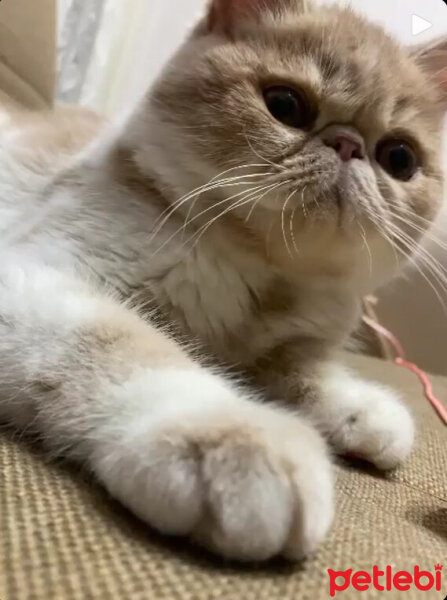 Exotic Shorthair, Kedi  Krem fotoğrafı