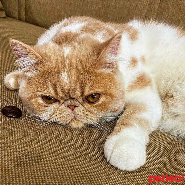 Exotic Shorthair, Kedi  Krem fotoğrafı