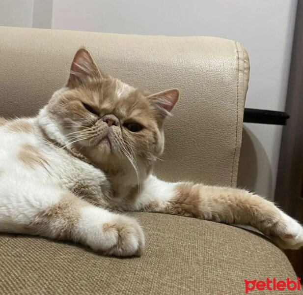 Exotic Shorthair, Kedi  Krem fotoğrafı