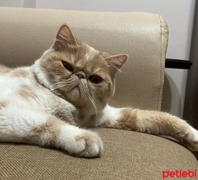 Exotic Shorthair, Kedi  Krem fotoğrafı