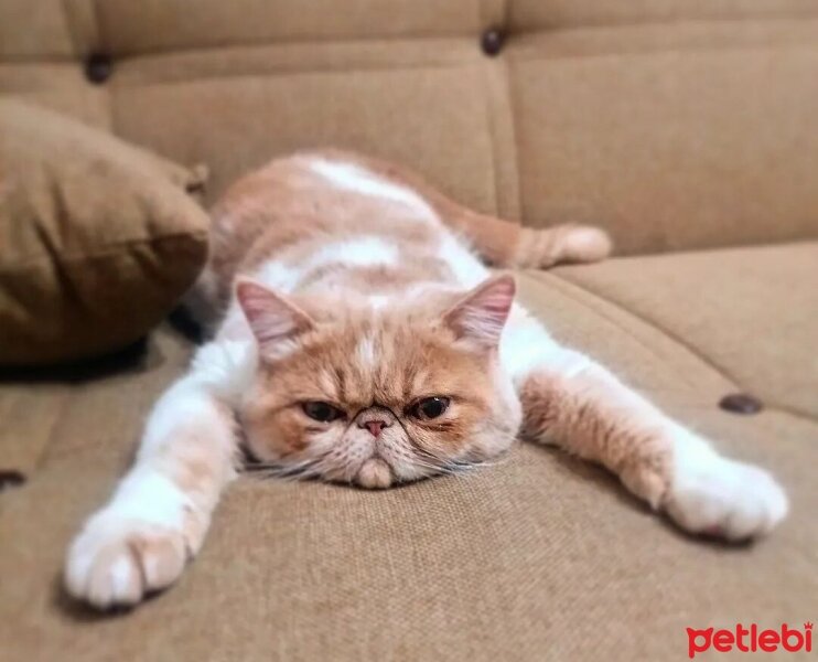 Exotic Shorthair, Kedi  Krem fotoğrafı