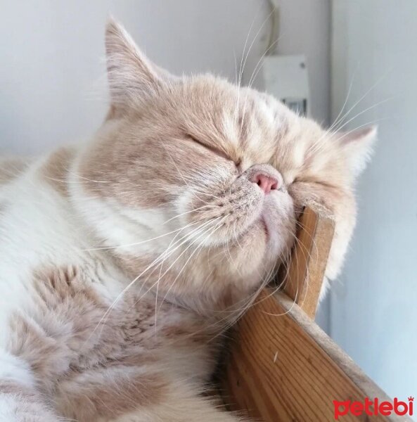 Exotic Shorthair, Kedi  Krem fotoğrafı