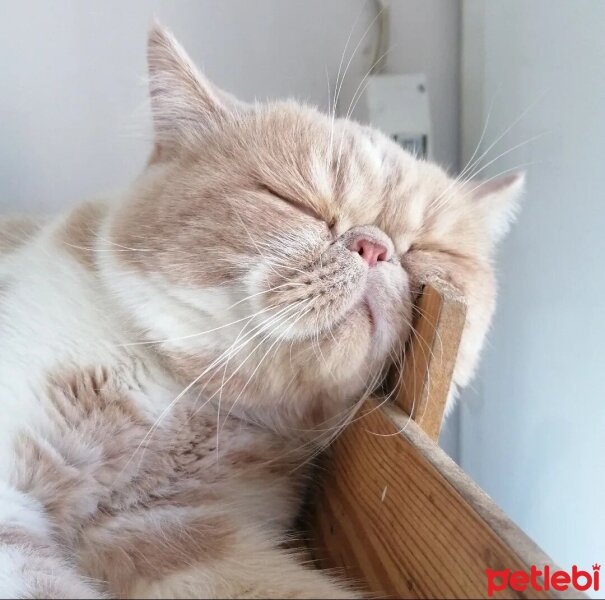 Exotic Shorthair, Kedi  Krem fotoğrafı