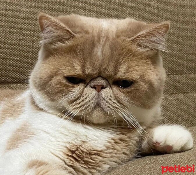 Exotic Shorthair, Kedi  Krem fotoğrafı