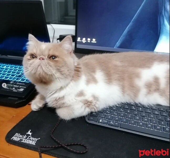 Exotic Shorthair, Kedi  Krem fotoğrafı