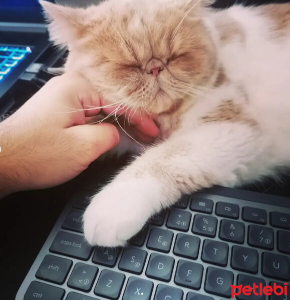 Exotic Shorthair, Kedi  Krem fotoğrafı