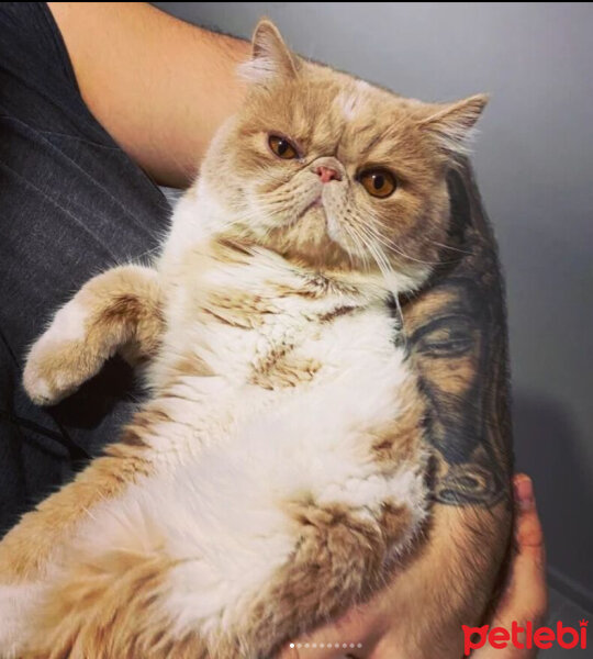 Exotic Shorthair, Kedi  Krem fotoğrafı