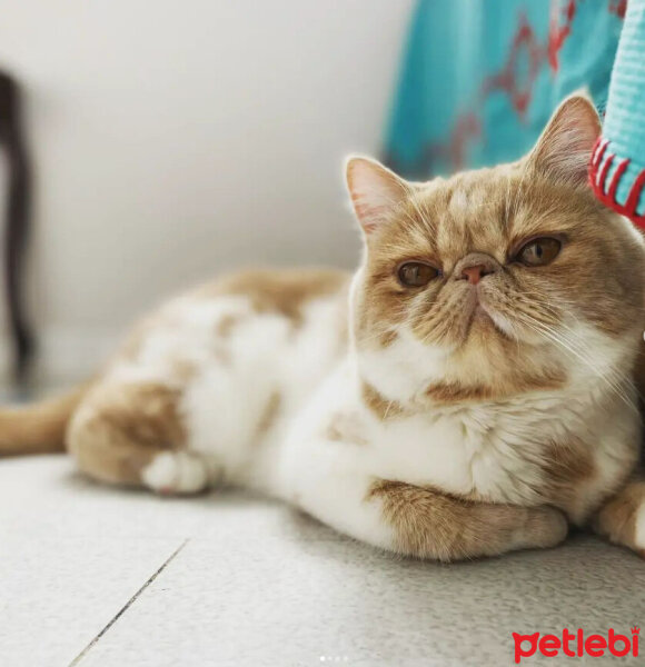 Exotic Shorthair, Kedi  Krem fotoğrafı