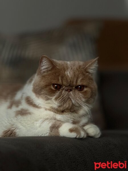 Exotic Shorthair, Kedi  Krem fotoğrafı