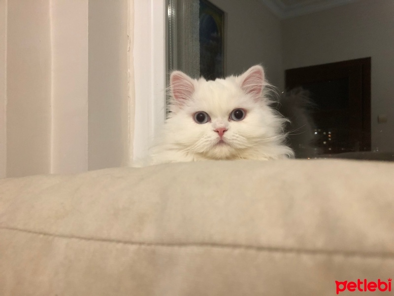 Chinchilla, Kedi  Bulut fotoğrafı