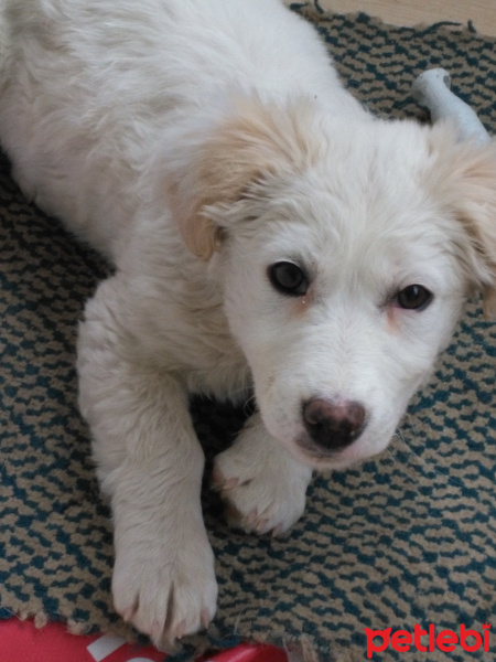 Golden Retriever, Köpek  Adı Pamuk     ama  yıkanınca prenses oluyor fotoğrafı