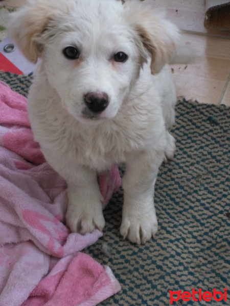 Golden Retriever, Köpek  Adı Pamuk     ama  yıkanınca prenses oluyor fotoğrafı