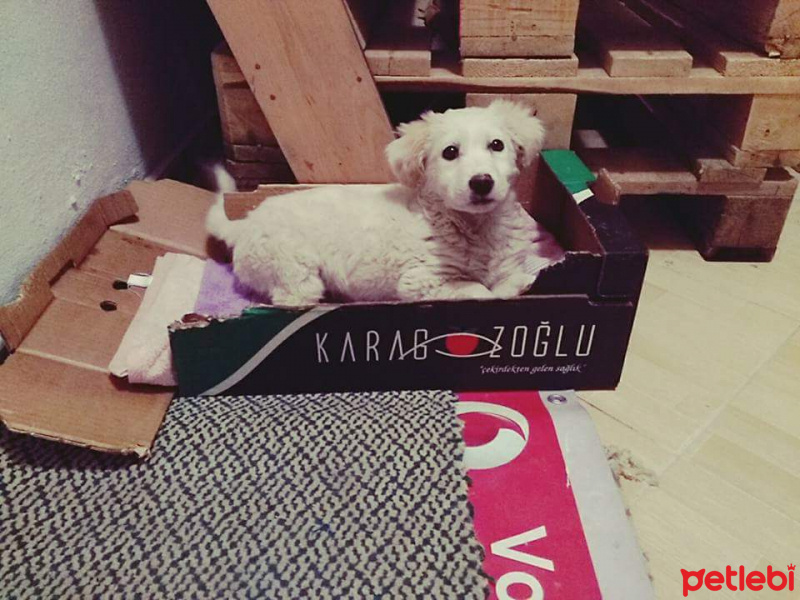 Golden Retriever, Köpek  Adı Pamuk     ama  yıkanınca prenses oluyor fotoğrafı