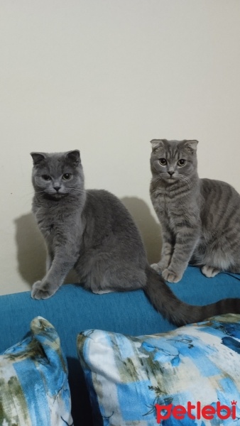 Scottish Fold, Kedi  Osman ve nazlı fotoğrafı
