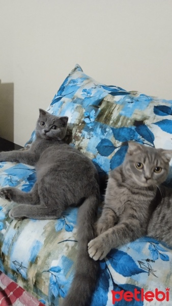 Scottish Fold, Kedi  Osman ve nazlı fotoğrafı