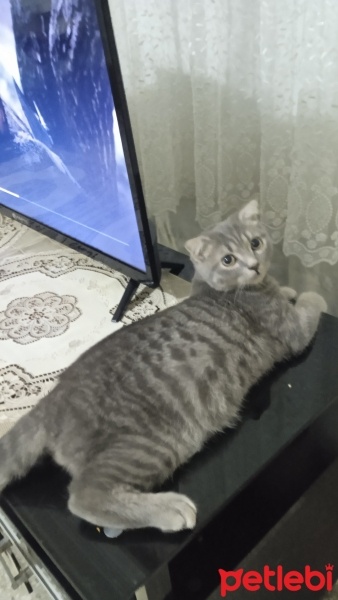 Scottish Fold, Kedi  Osman ve nazlı fotoğrafı