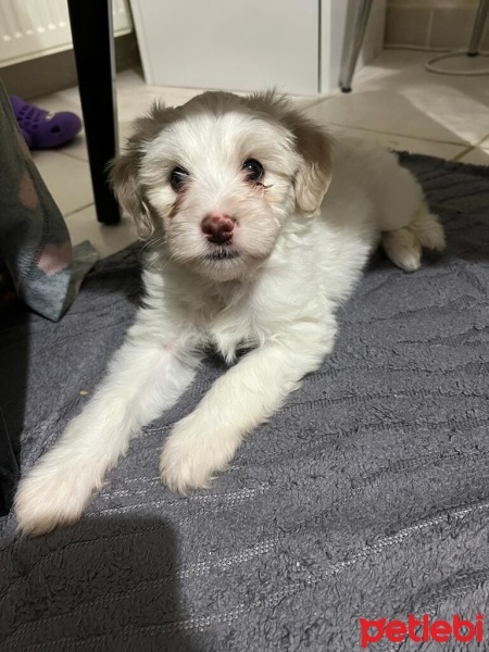 Maltese, Köpek  FOKS fotoğrafı