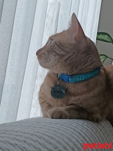 Sarman, Kedi  Miniş fotoğrafı