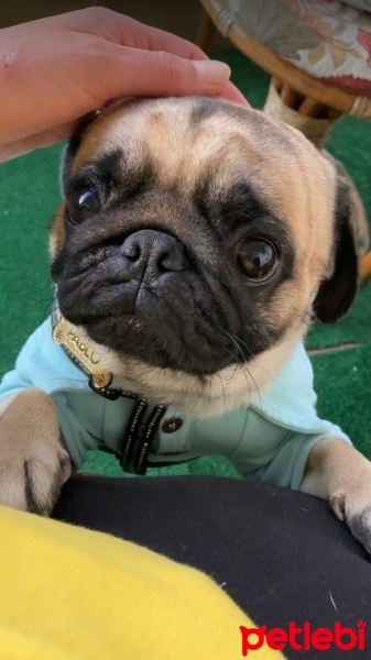 Pug, Köpek  Paplo fotoğrafı