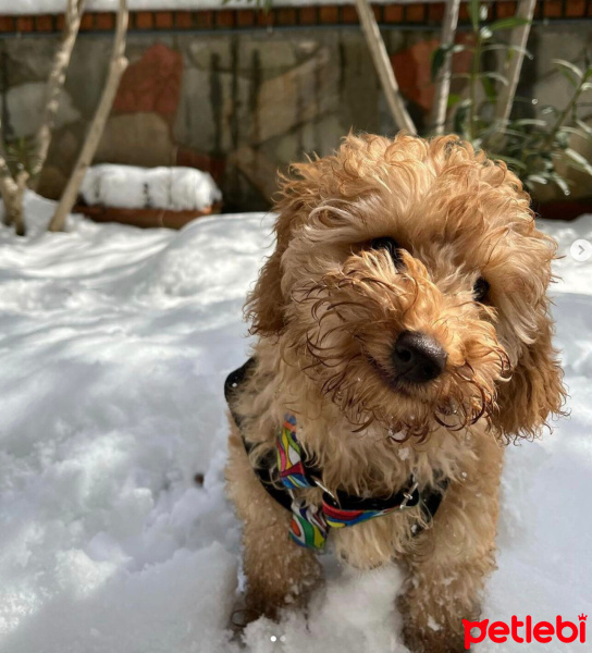 Poodle (Minyatür Kaniş), Köpek  Mia fotoğrafı