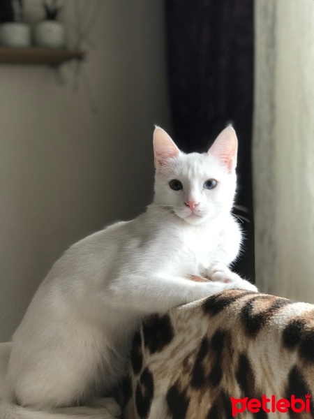 Van Kedisi, Kedi  Sütlaç fotoğrafı