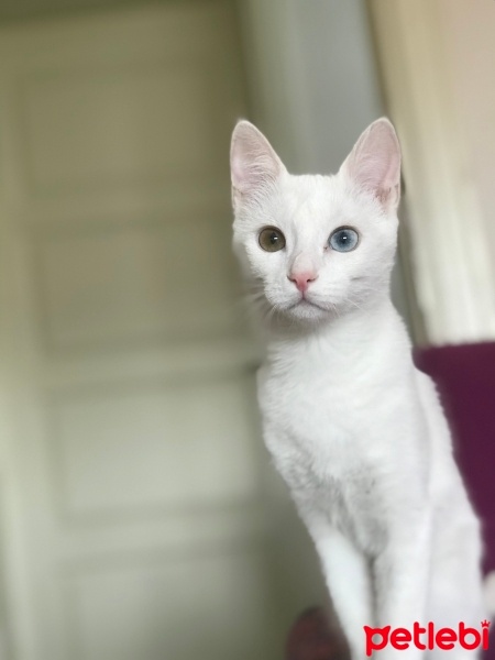 Van Kedisi, Kedi  Sütlaç fotoğrafı