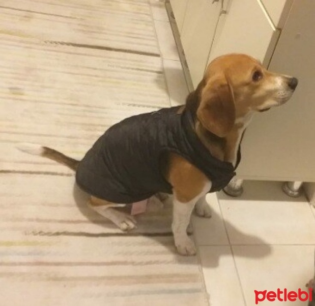 Beagle, Köpek  Paşa fotoğrafı