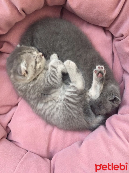 Scottish Fold, Kedi  Lena  fotoğrafı