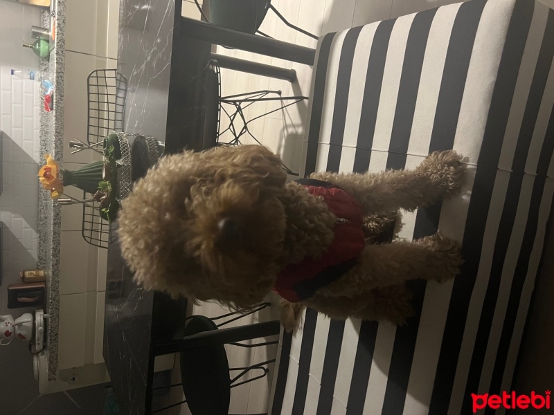 Poodle(Standart Kaniş), Köpek  Tarçın fotoğrafı