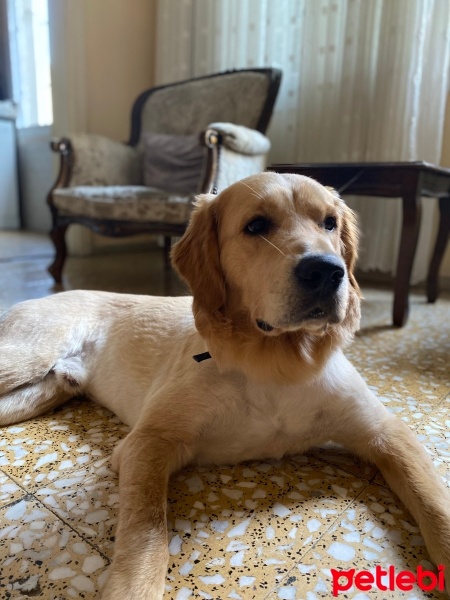 Golden Retriever, Köpek  Paşa fotoğrafı