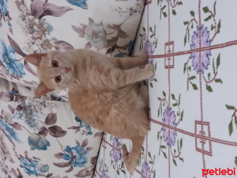 Cymric, Kedi  nohut fotoğrafı