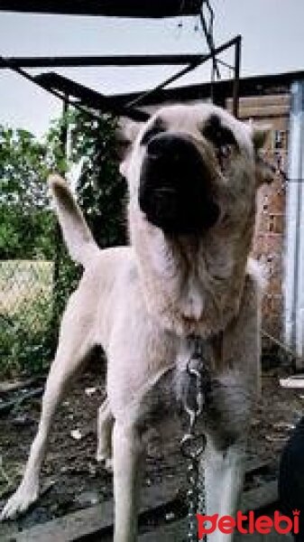 Kangal, Köpek  Paşa fotoğrafı