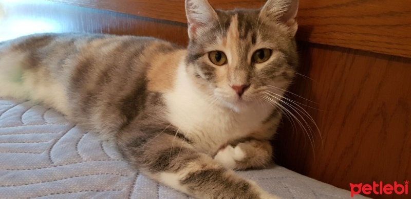 Tekir Kedi, Kedi  Karamel fotoğrafı