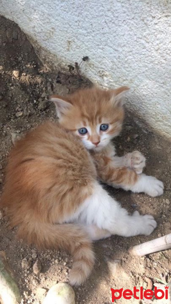 Tekir Kedi, Kedi  Pompon fotoğrafı