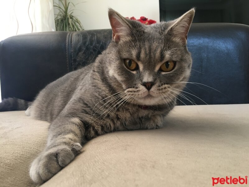 British Shorthair, Kedi  Lilo fotoğrafı