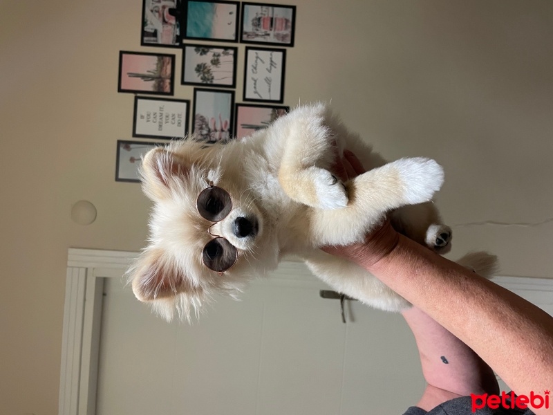 Pomeranyalı, Köpek  Kaju fotoğrafı