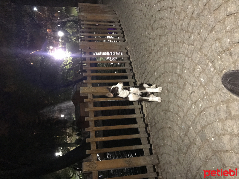 Sibirya Kurdu (Husky), Köpek  Leo fotoğrafı
