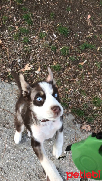 Sibirya Kurdu (Husky), Köpek  Leo fotoğrafı